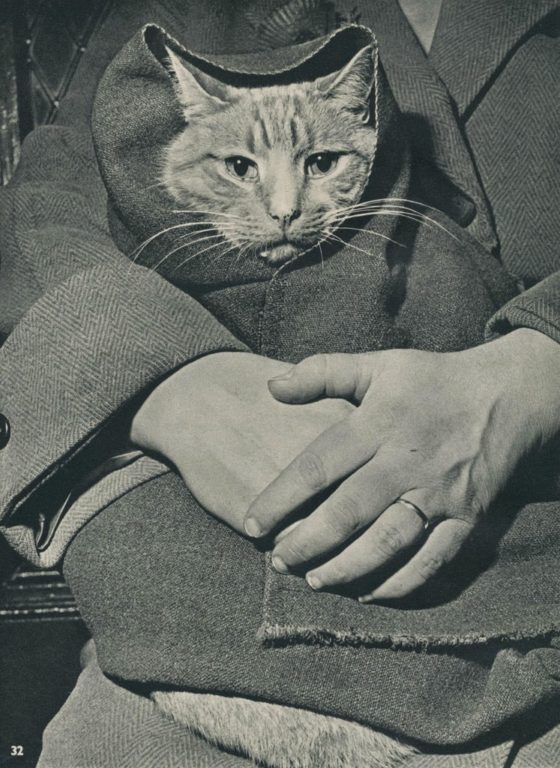 50+ Of The Most Meow-Worth Photos Of Cats From The Past