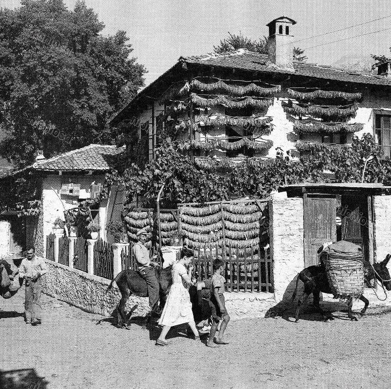 Tobacco harvest, Macedonia, August 1953