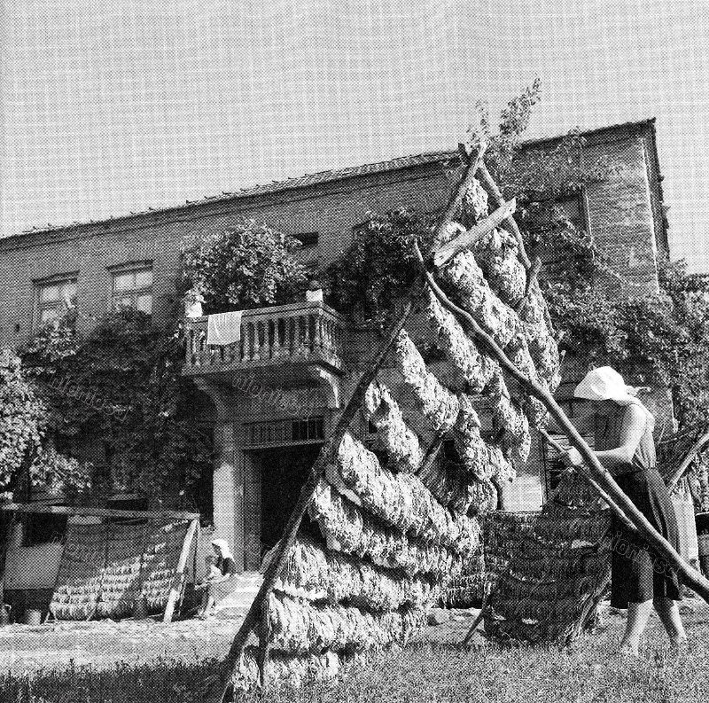 Smoke drying, Drama, July 1954