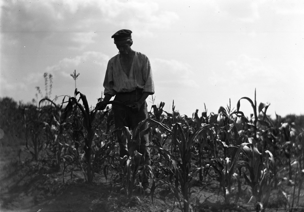 Gardener in corn country, Stjärneborg, 1914.