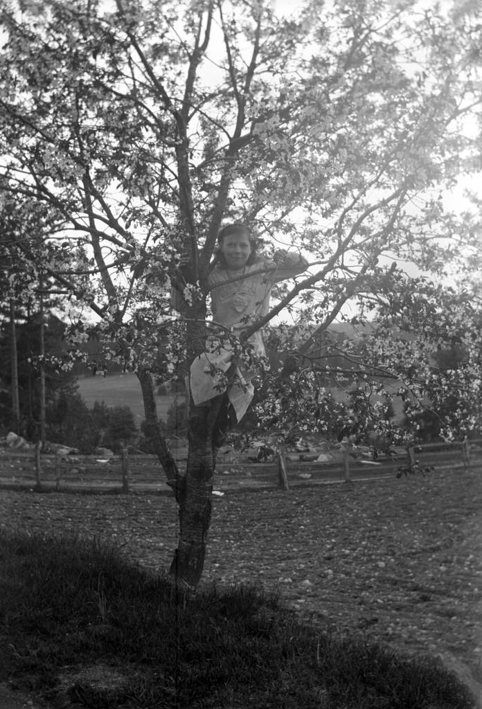 Little girl in the cherry tree, 1912.