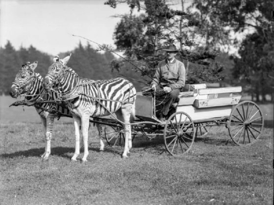 Rare Historical Photos Of People Riding Zebras From The Past 6609