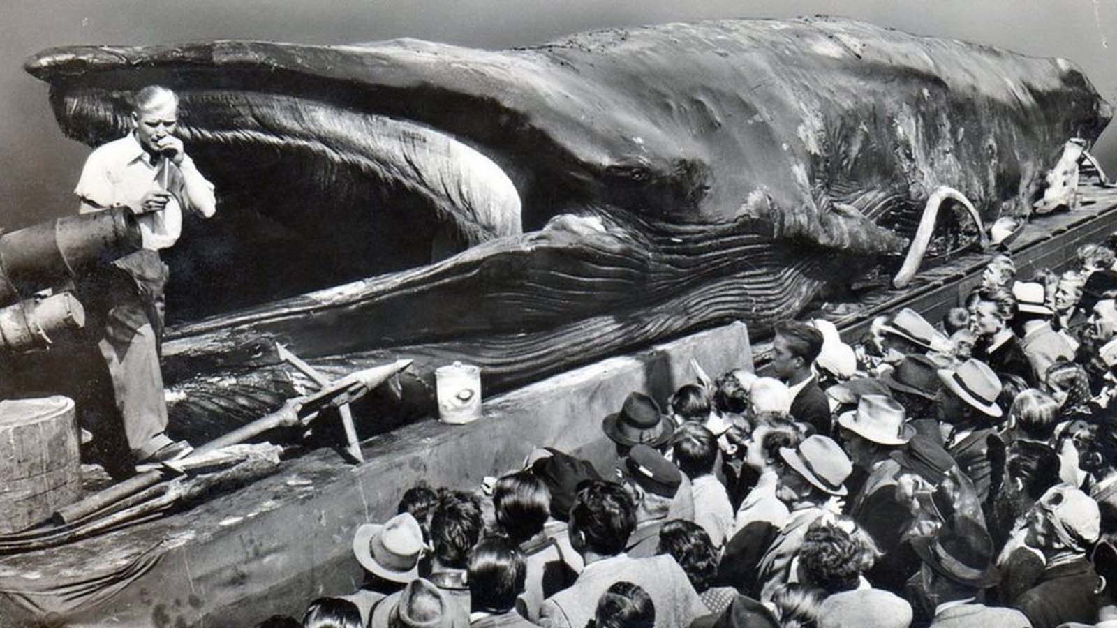 The Dead Rotting Whales Who Toured the Europe From 1950s-1970s