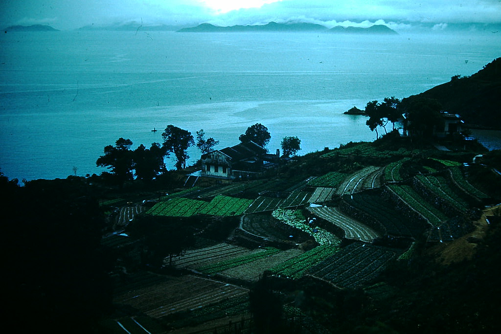 Terraces- Westside of Island, Hong Kong, 1952