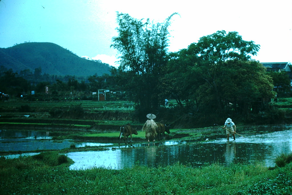 New Territory, Hong Kong, 1952