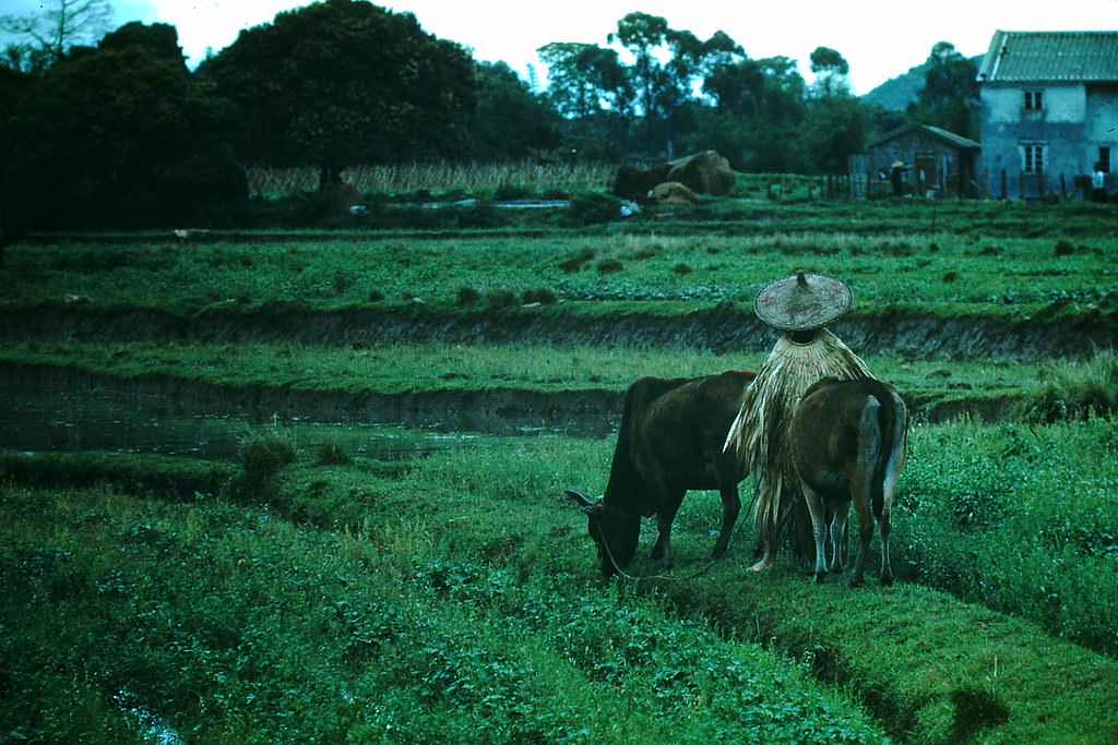 New Territory, Hong Kong, 1952