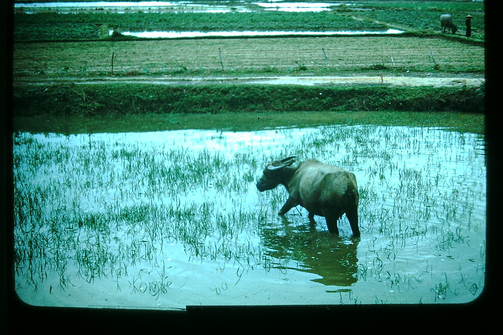 Water Buffalo in New Territories, Hong Kong, 1952