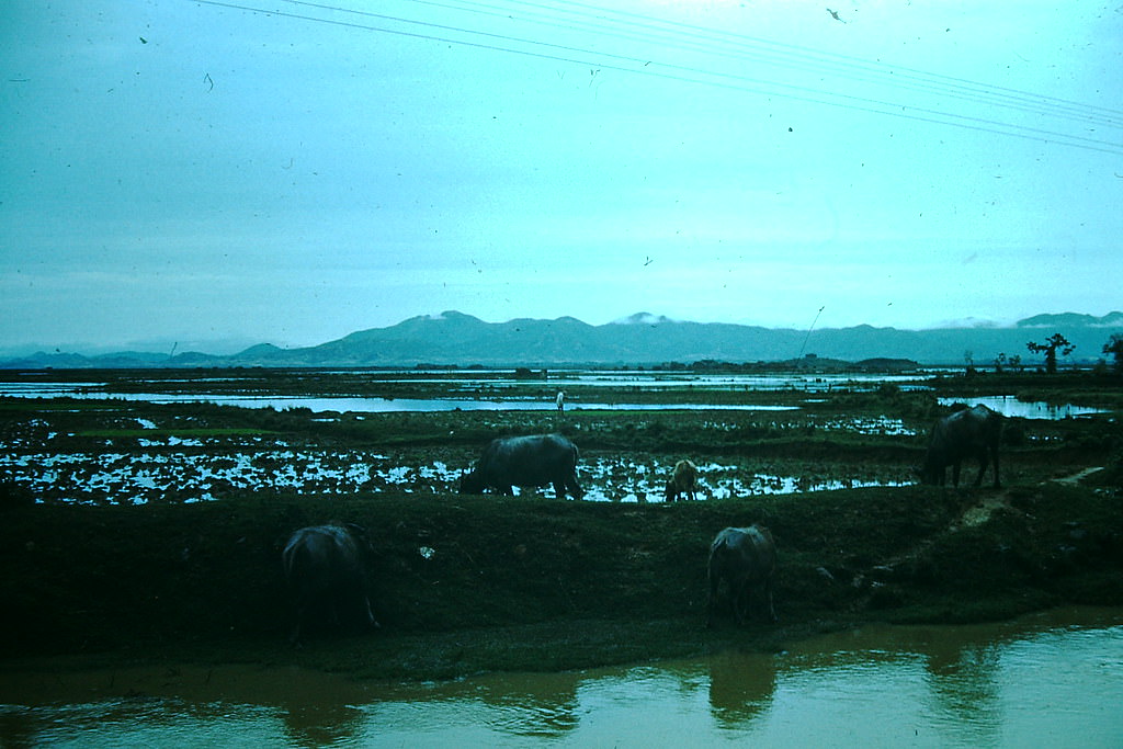 Water Buffalo, Hong Kong, 1952