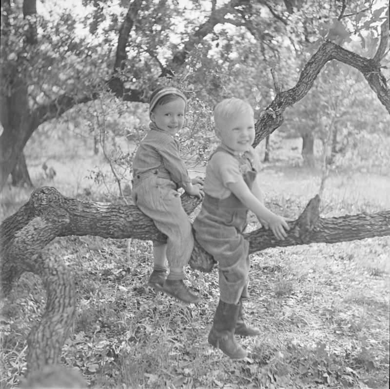 Children playing on a low hanging tree branch