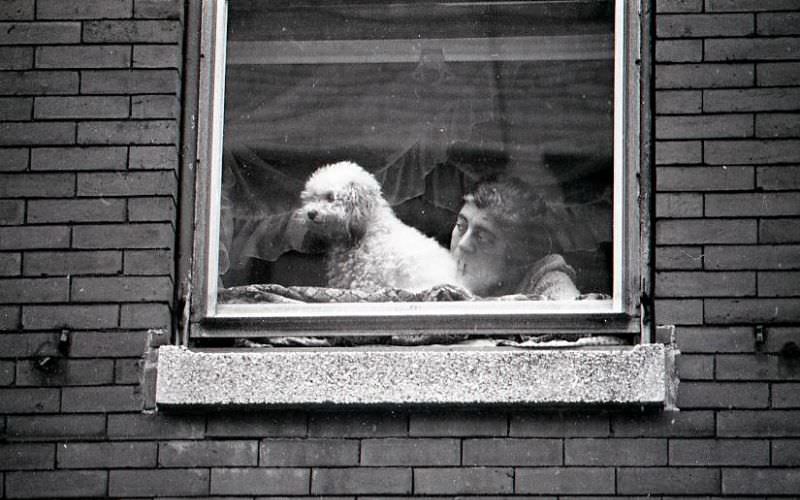 Woman and dog watch North End Christmas Parade from window