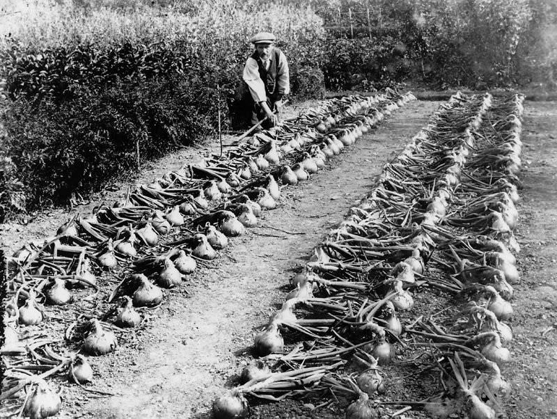 Rare Historical Photos of Rural Life Around the Cilgerran District of Dyfed, West Wales in the early 1900s