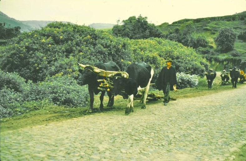 Ecuador. Oxen pulling wood on Pan Am Highway just above Tulcan, 1959