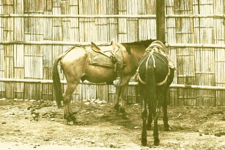 Ecuador. Pasaje old saddles, 1959