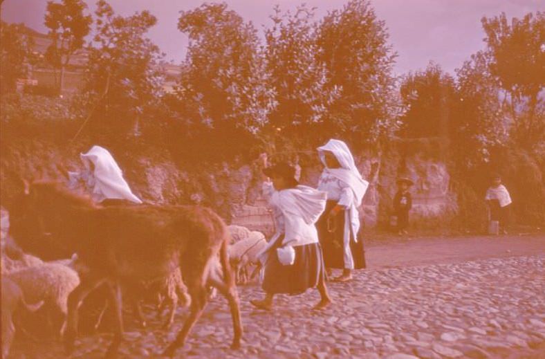 Ecuador. Ibarra sheep girls. Donkey used as "leader" of flock, 1959