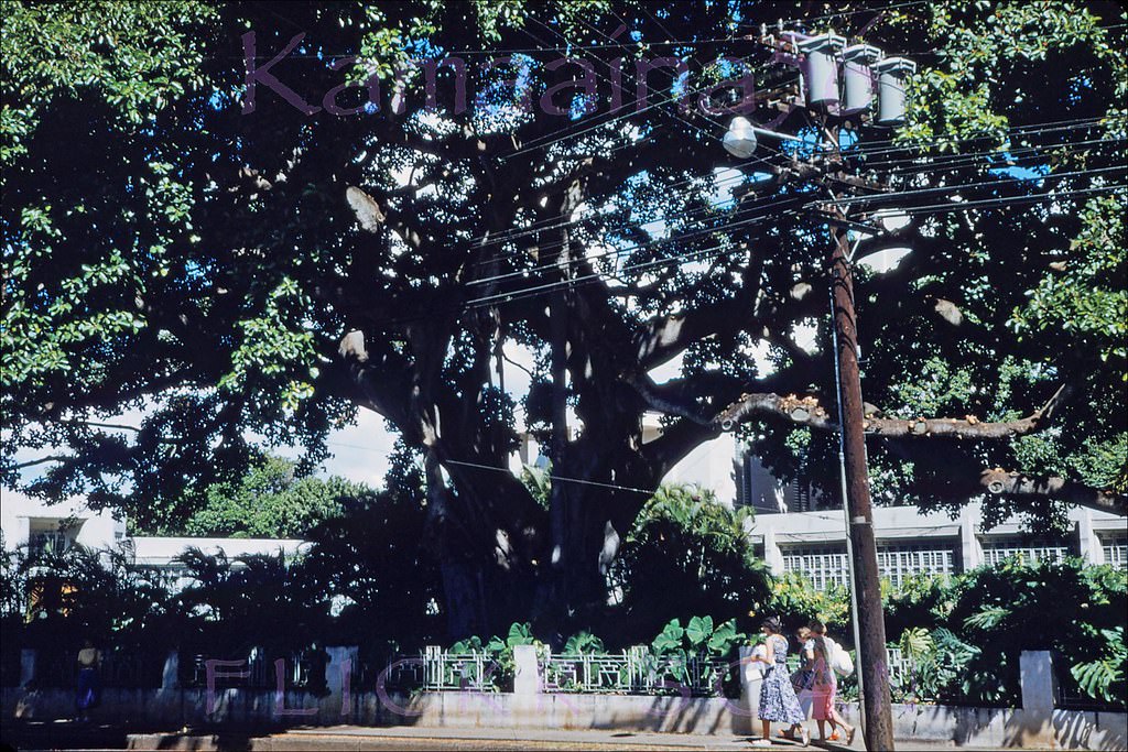 Beretania Street Honolulu, 1953.