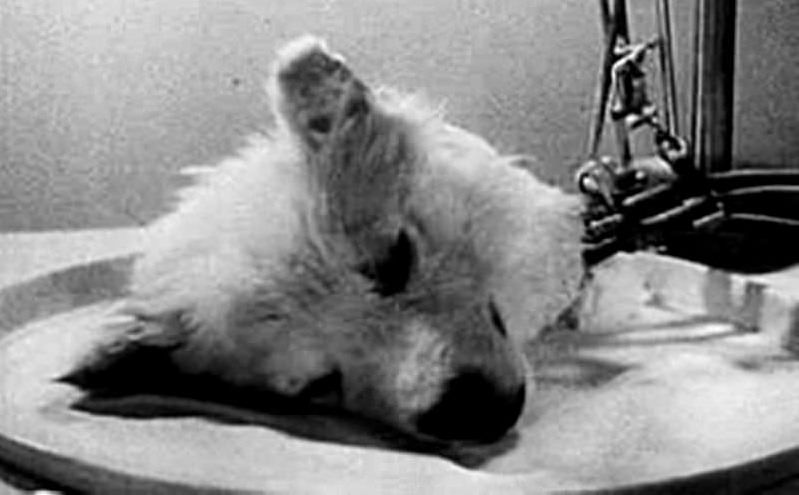 a-soviet-doctor-removed-a-dog-s-head-and-kept-it-alive-without-its-body