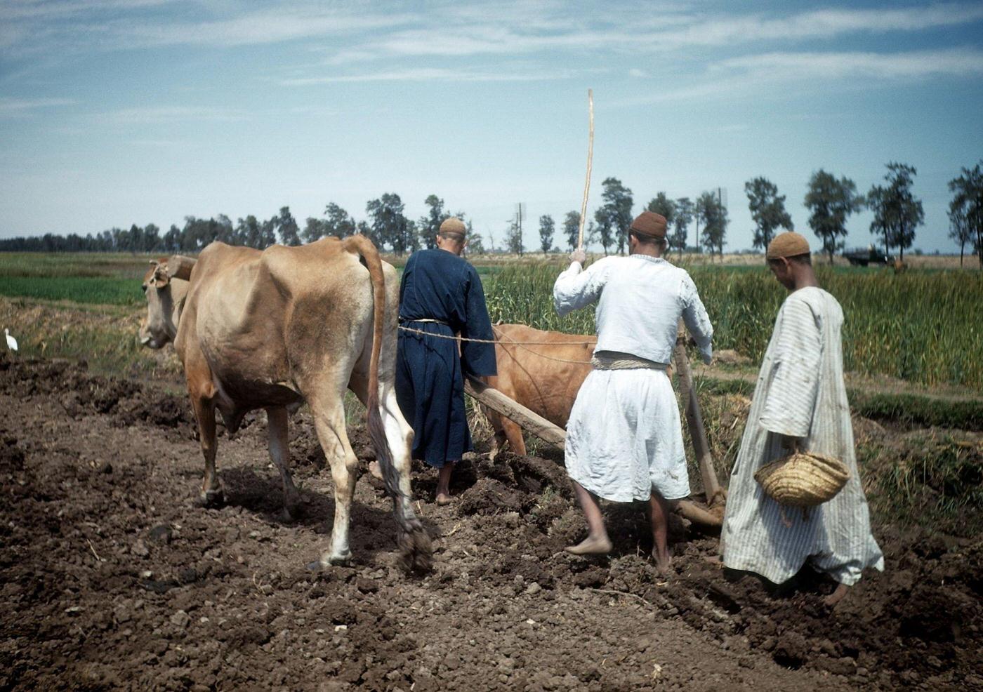 Egyptian farmers plowing a field with oxen in Egypt, 1948