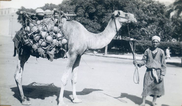 Camel with load of melons, Egypt