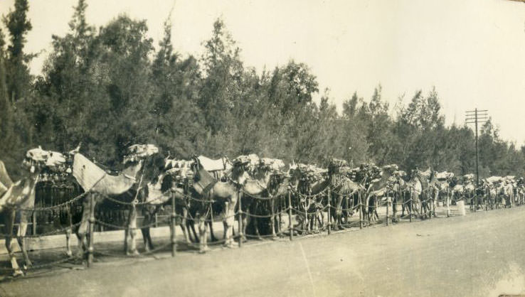 Camels, Egypt