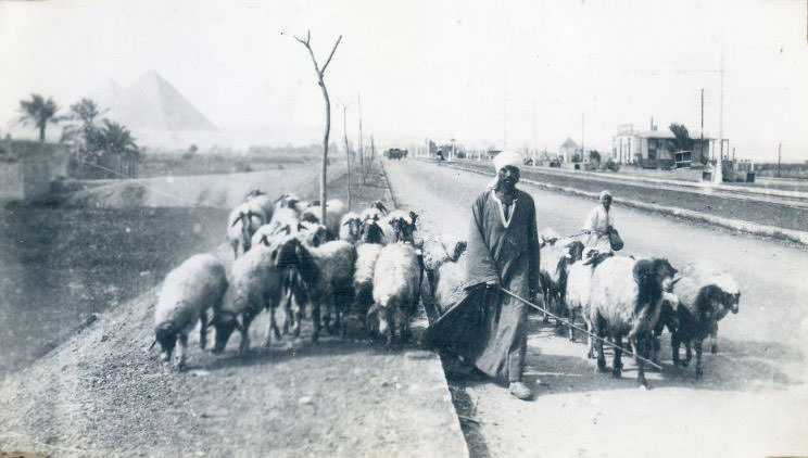 Driving sheep, Egypt