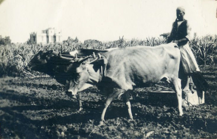 Man ploughing with two oxen, Egypt