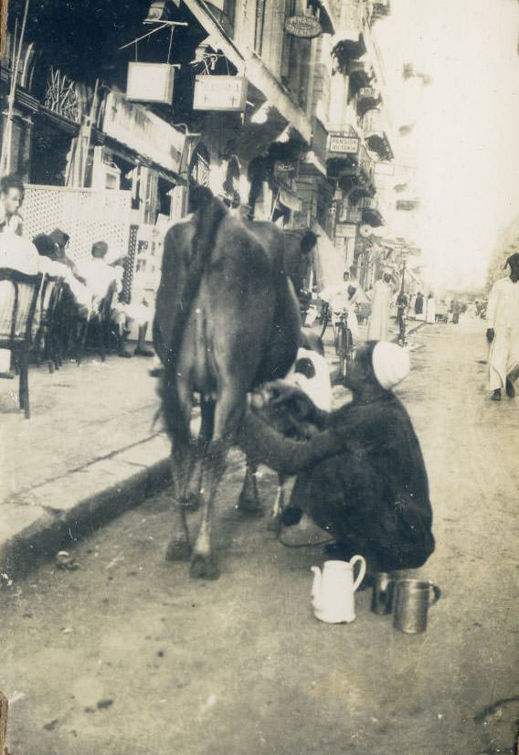 Milkman. Man milking a cow in a city street, Egypt