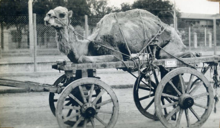 Sick camel, Egypt