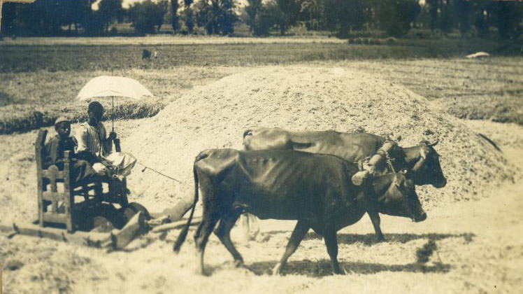 Threshing Train, Egypt