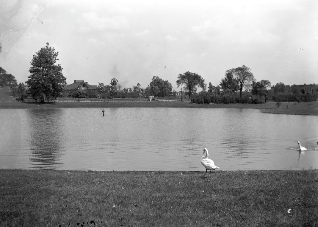 Swans in a Park Pond, 1900