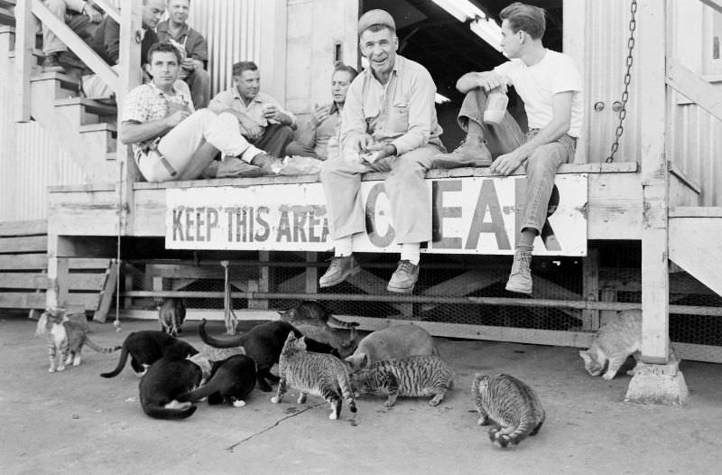 Cats gathering for a feed at the Universal lot in Hollywood, 1963.