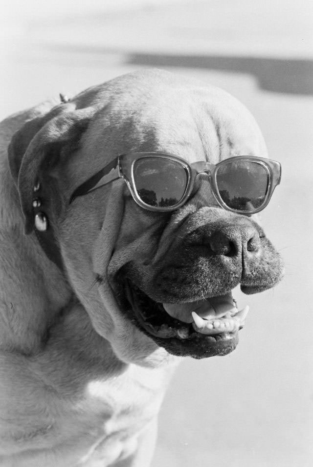 A hound gone Hollywood at the Universal studio lot in California, 1963.