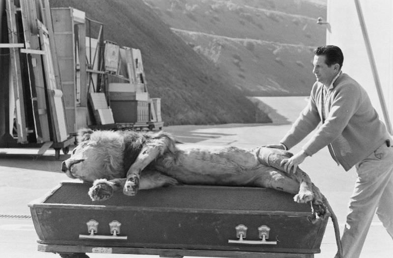 A prop man pushed a stuffed lion at the Universal lot in Hollywood, 1963.