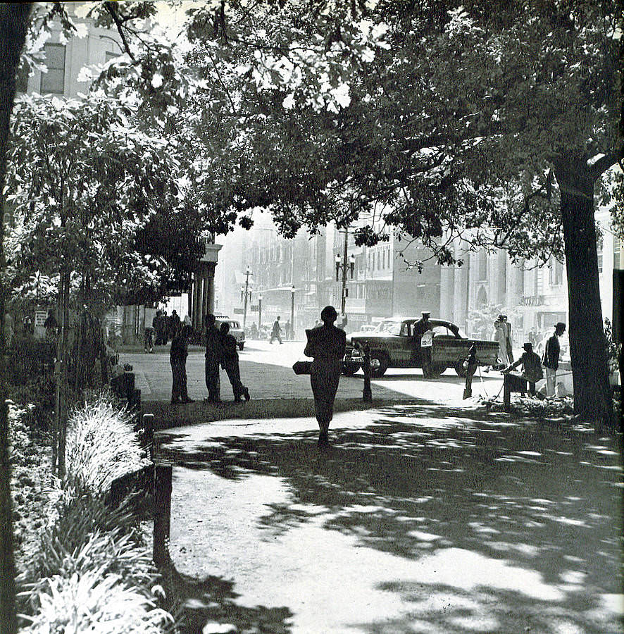 Government Avenue. The bottom end of Government Avenue with its shady oaks form a perfect view on the hustle and bustle of Adderley Street.