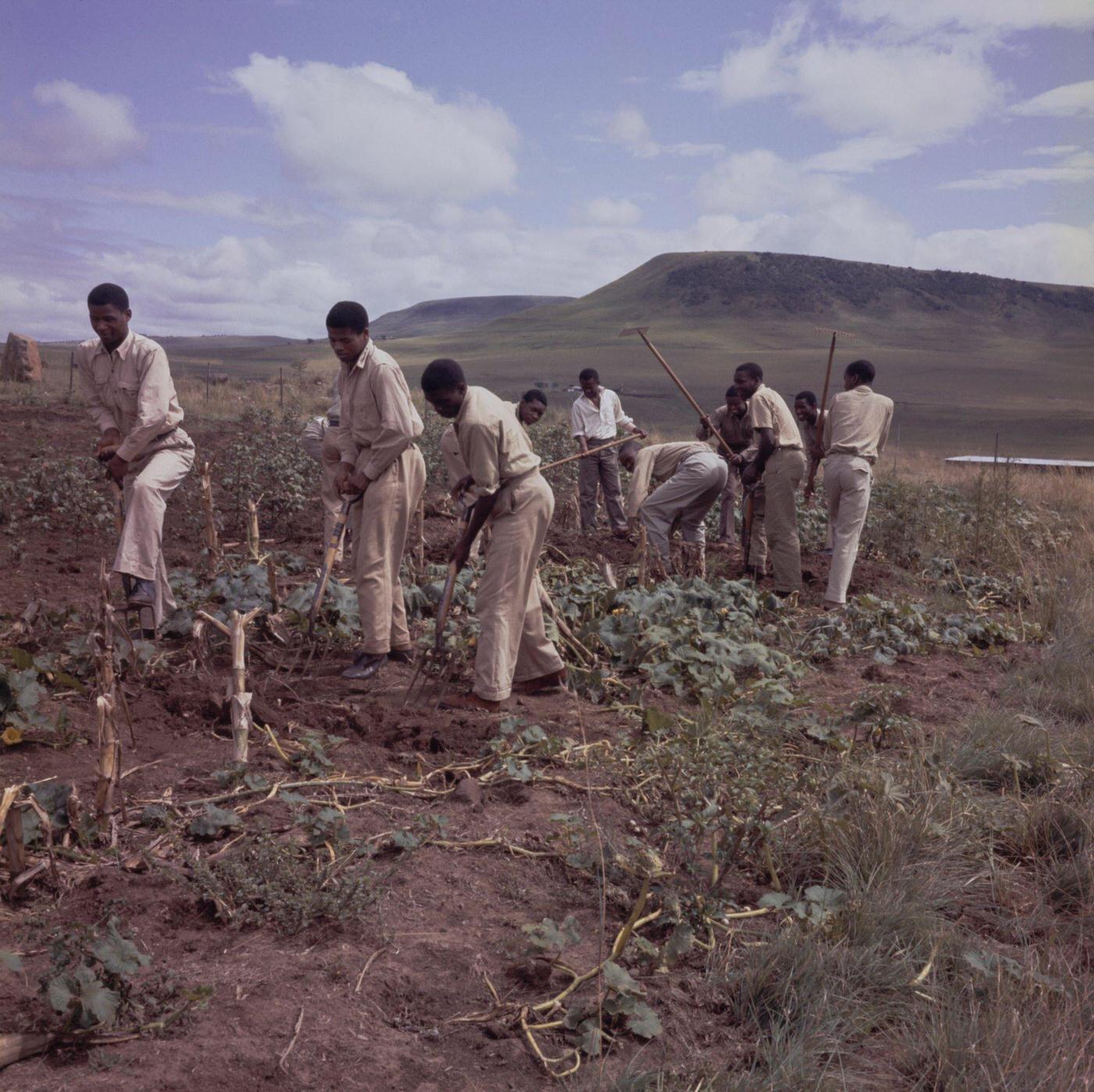 Transkei Agricultural College, 1952