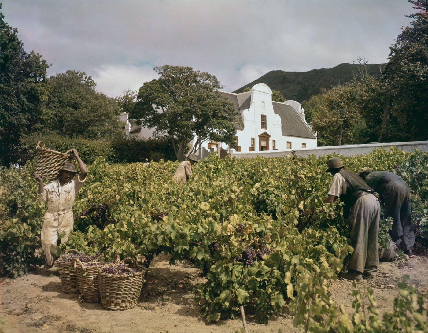 Farm workers pick bunches of grapes from vines at harvest time at a vineyard near the town of Paarl in Cape Town, 1950s