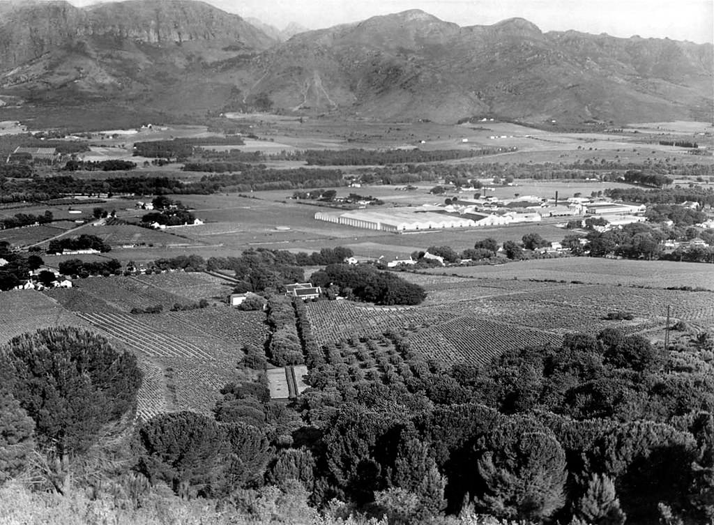 Wine farm Laborie, Paarl, 1953.