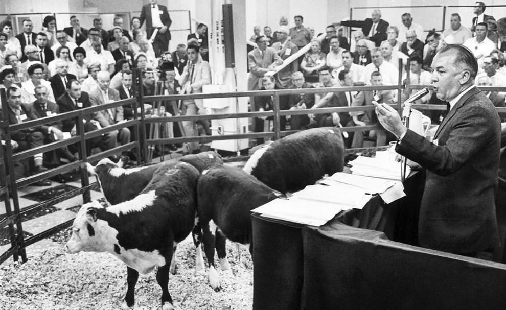 Auctioneer H.H. Bartlett ran a cattle sale inside the John Marshall Hotel – a first for the downtown Richmond property, 1964.