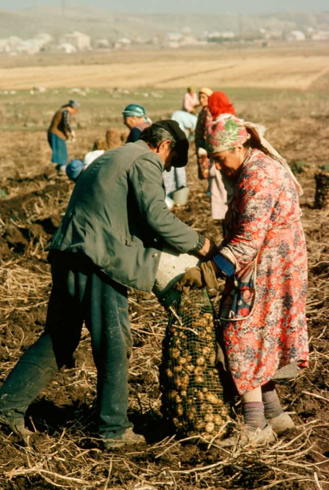 Farm workers harvesting crops, Ukraine, 1991