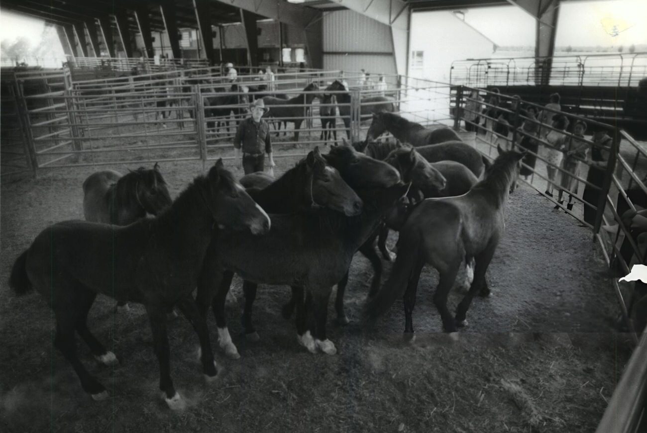 Wild horses in a pen at an auction, Houston, Texas.