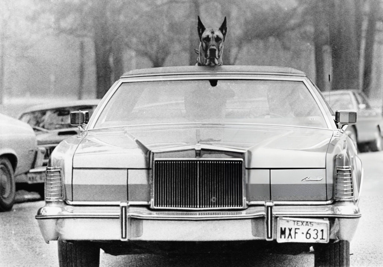 A Great Dane peers out from a car roof next to its owner in Houston, Texas, 1977.