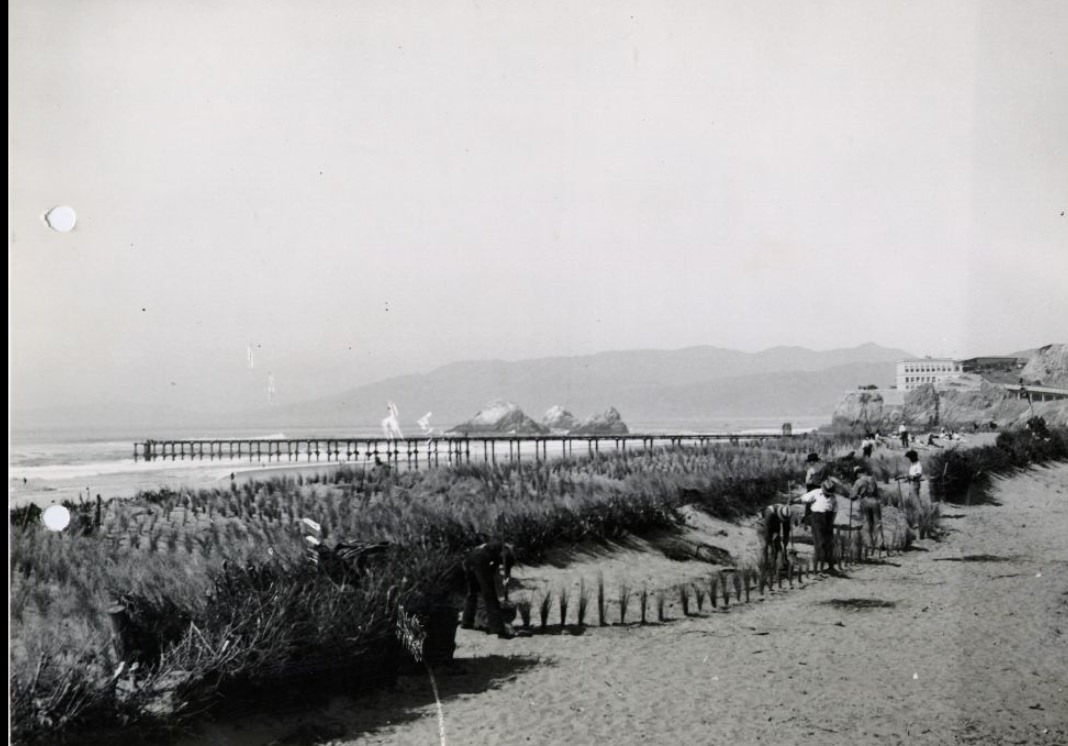 Beach Esplanade, Sea Bent Grass Planting For Sand Control - WPA Project, 1936