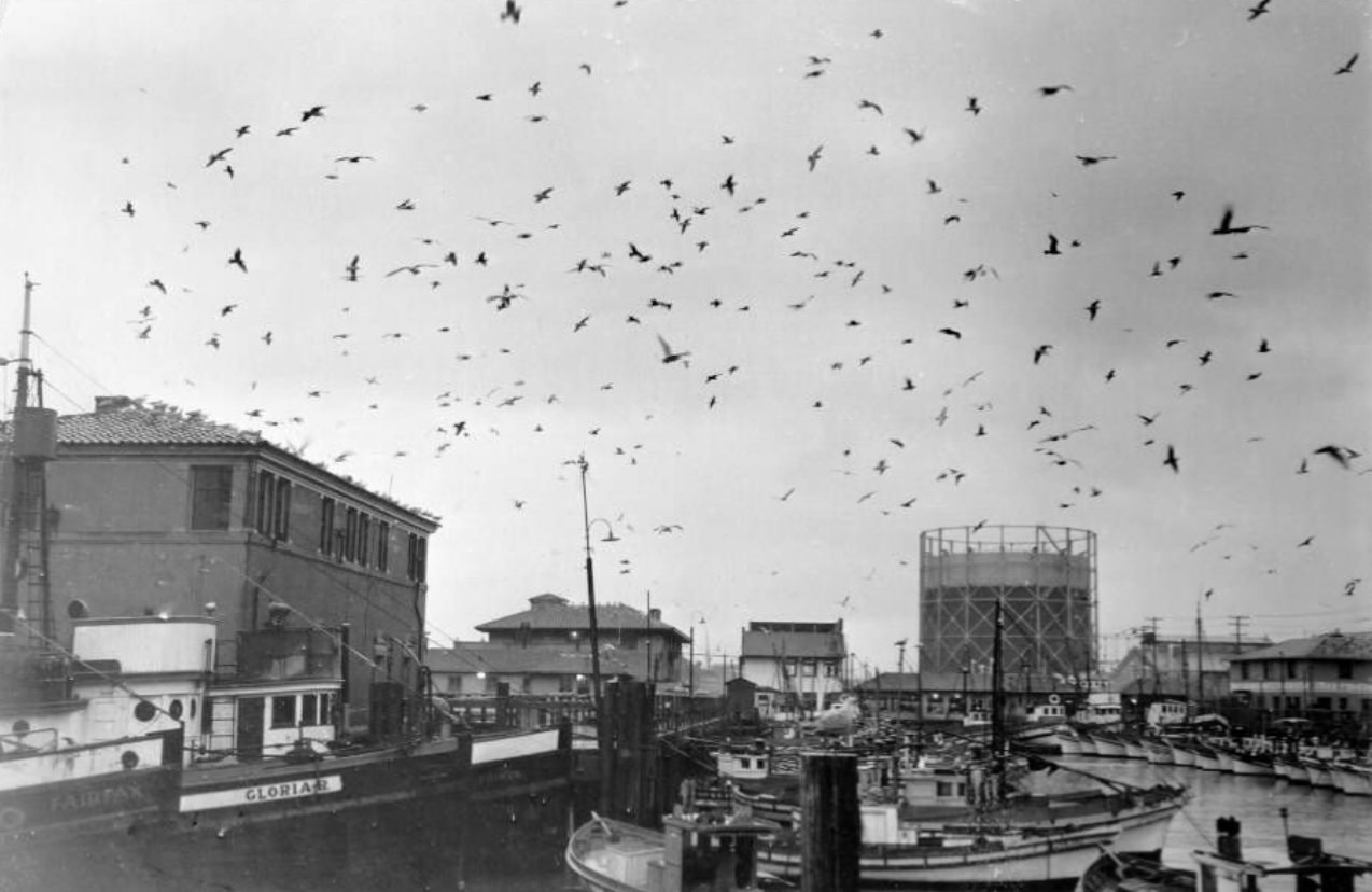 Seagulls over Fisherman's Wharf, 1937
