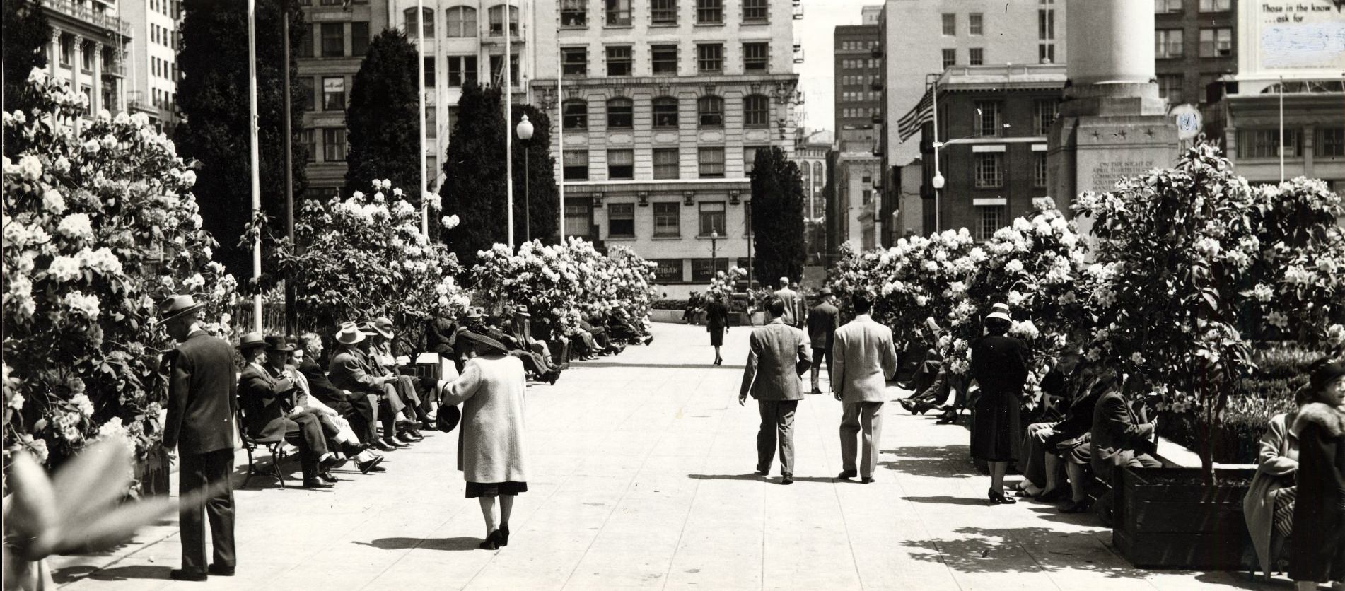 Rhododendron display in Union Square Park, 1947