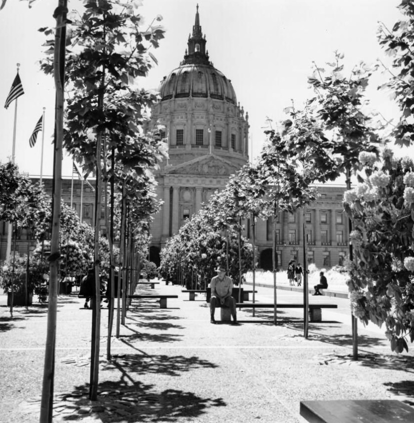 Row of trees in Civic Center Plaza across from City Hall, 1962.