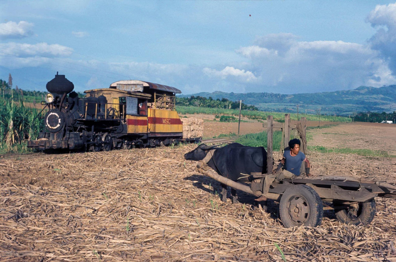 A water buffalo transports cane to the Ma Ao Sugar Central on Negros Island, Philippines, November 1974.