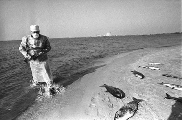 Dead fish are collected by an artificial lake within the Chernobyl site that was used to cool the turbines, June 1986.