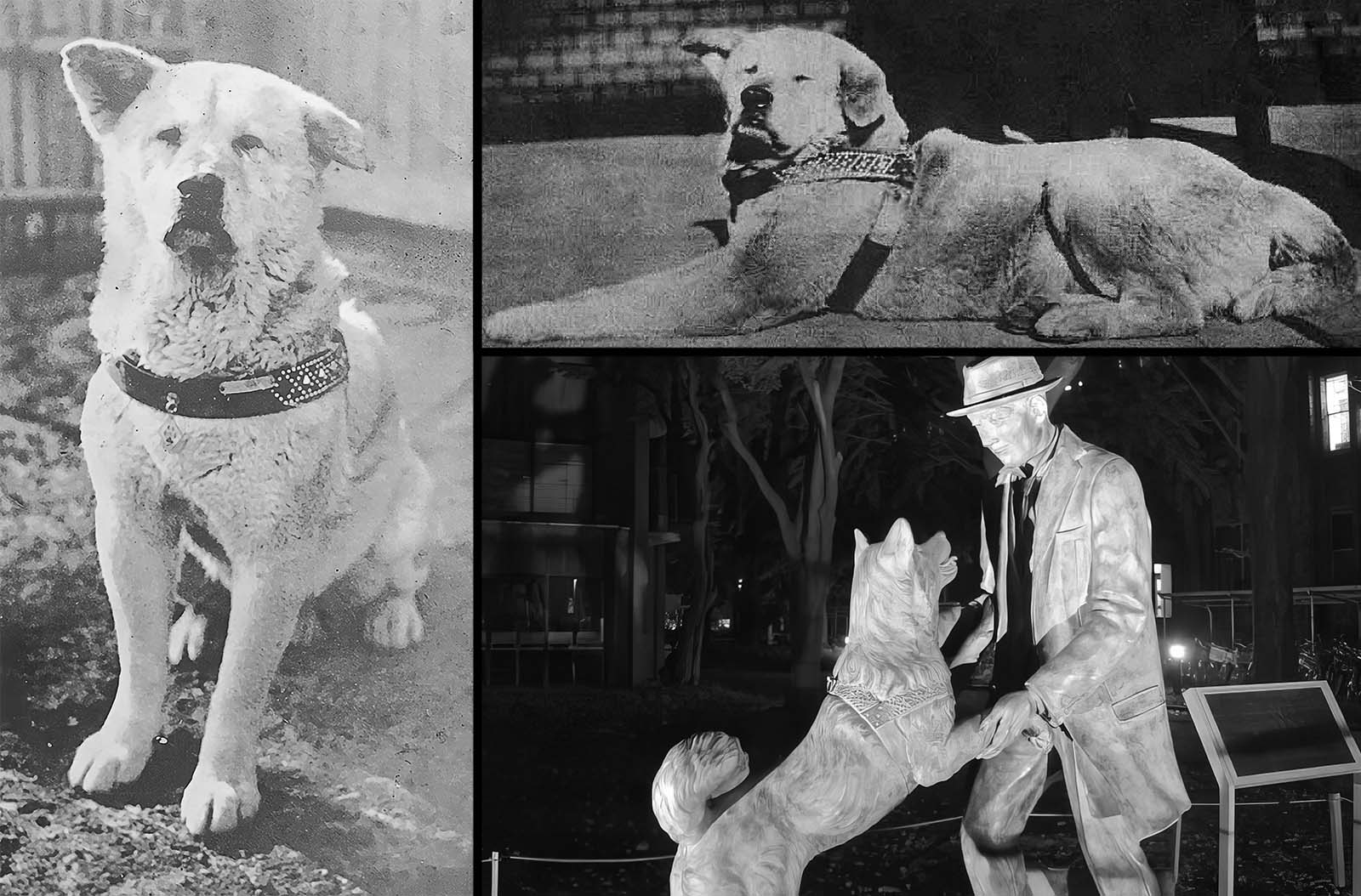 Hachiko: The Touching Story of a Loyal Dog who Waited for Ten years for his Deceased Owner