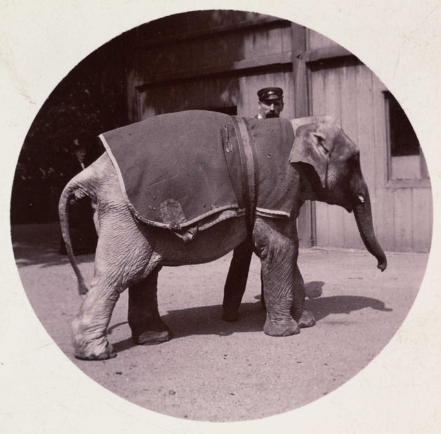 Baby elephant at the zoo