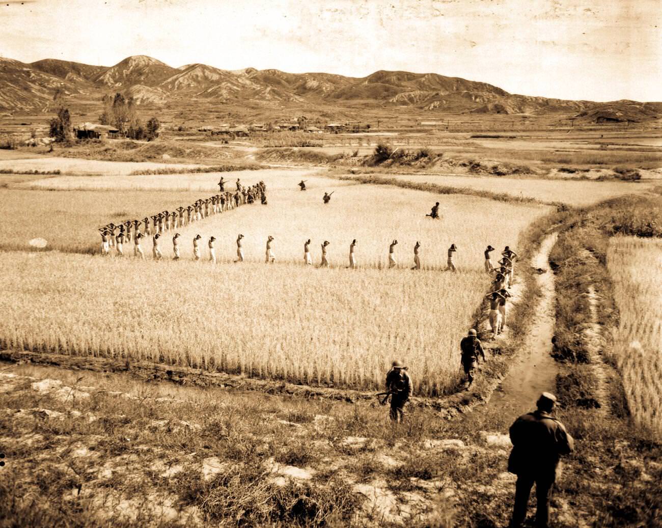 North Korean prisoners, taken by the Marines in a foothills fight, march single file, 1950.