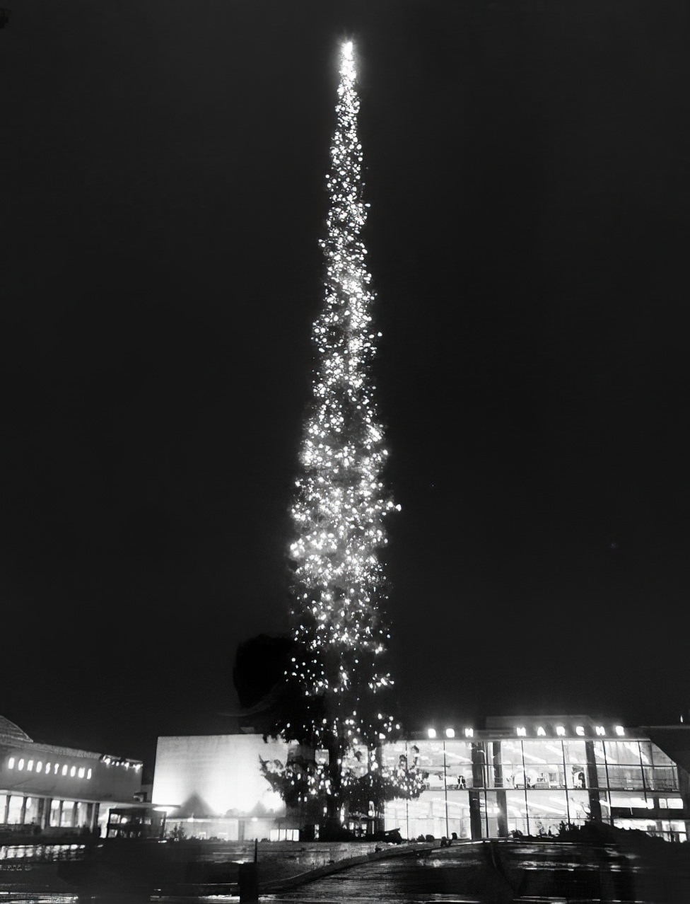 212 Feet of Holiday Cheer: Reliving the World's Tallest Christmas Tree in 1950